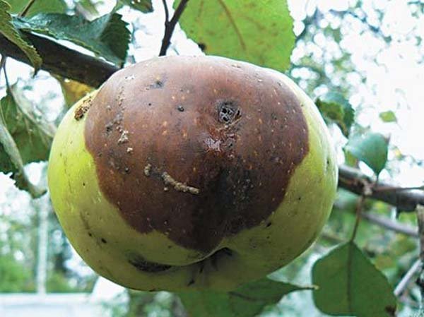 Почему яблоки гниют на дереве – причины и что делать, как спасти урожай? 