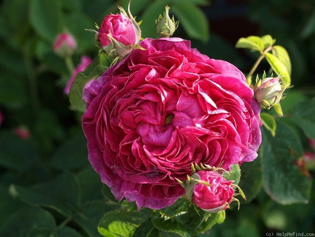 Старинные сорта французских роз 