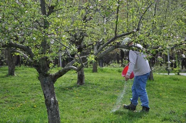 Почему яблоня не цветет и не плодоносит - причины и что делать 