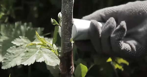 Способы борьбы с тлей на плодовых деревьях яблоне, cливе, вишне - чем и как можно избавиться 