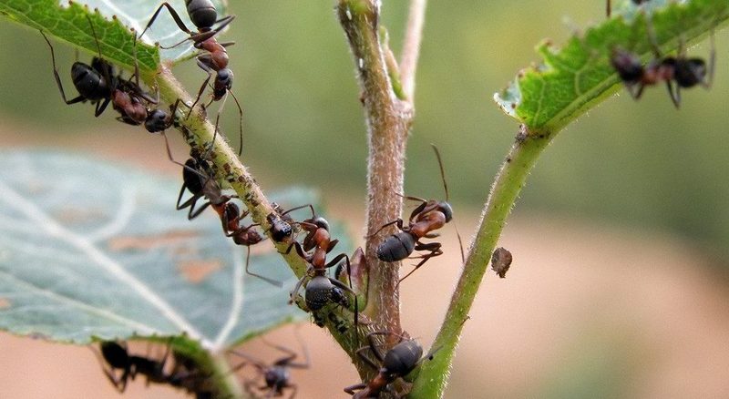 Как избавится от муравьев навсегда. Самые эффективные способы 