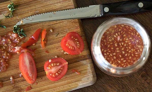 Как собрать семена томатов в домашних условиях – правильная заготовка и хранение