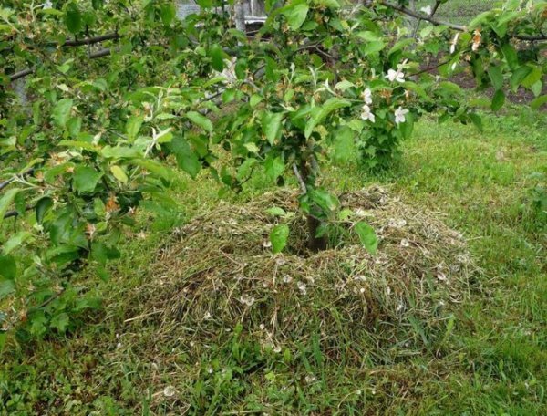 Высадка саженцев плодовых деревьев весной 