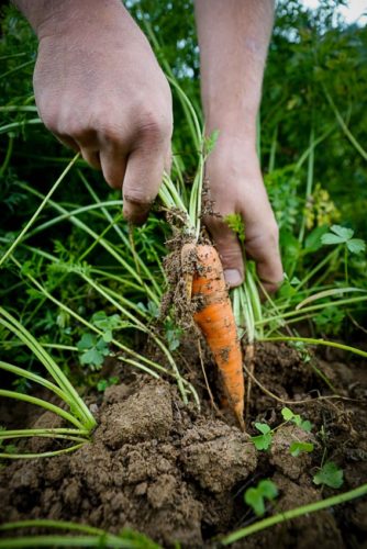 Когда и как выкапывать морковь с грядки – сроки уборки на хранение 