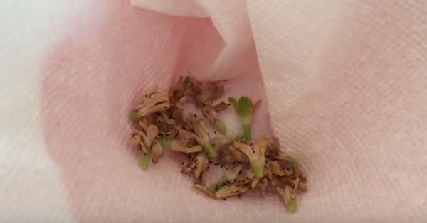 Когда и как собирать семена петунии своими руками в домашних условиях 