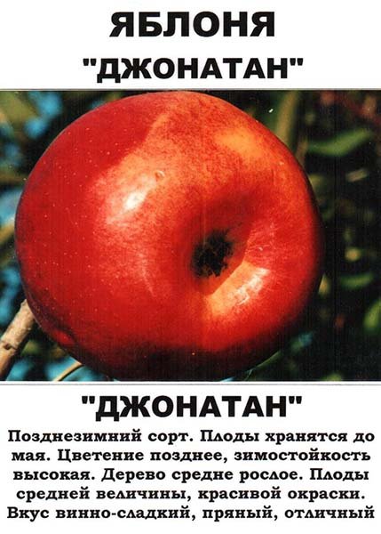 Как лечить паршу на яблоне – народные способы борьбы и химические средства 