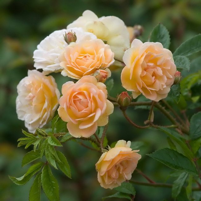 Старинные сорта французских роз 
