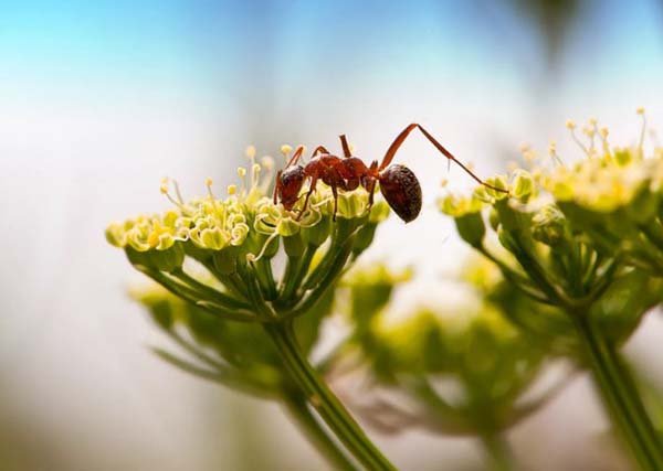 Способы борьбы с муравьями в саду и огороде 