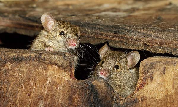 Как избавиться от мышей на даче и в частном доме. Народные средства, отпугиватели и отрава 
