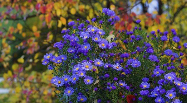 Какие многолетники посадить осенью на даче, чтобы они цвели весной и летом: названия и фото цветов 