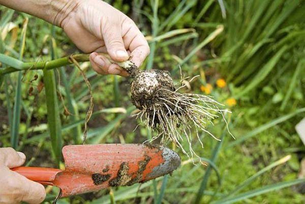 Сроки уборки чеснока с грядки - когда и как правильно собирать урожай озимого и ярового 