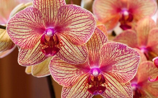 Орхидея уход в домашних условиях после покупки видео