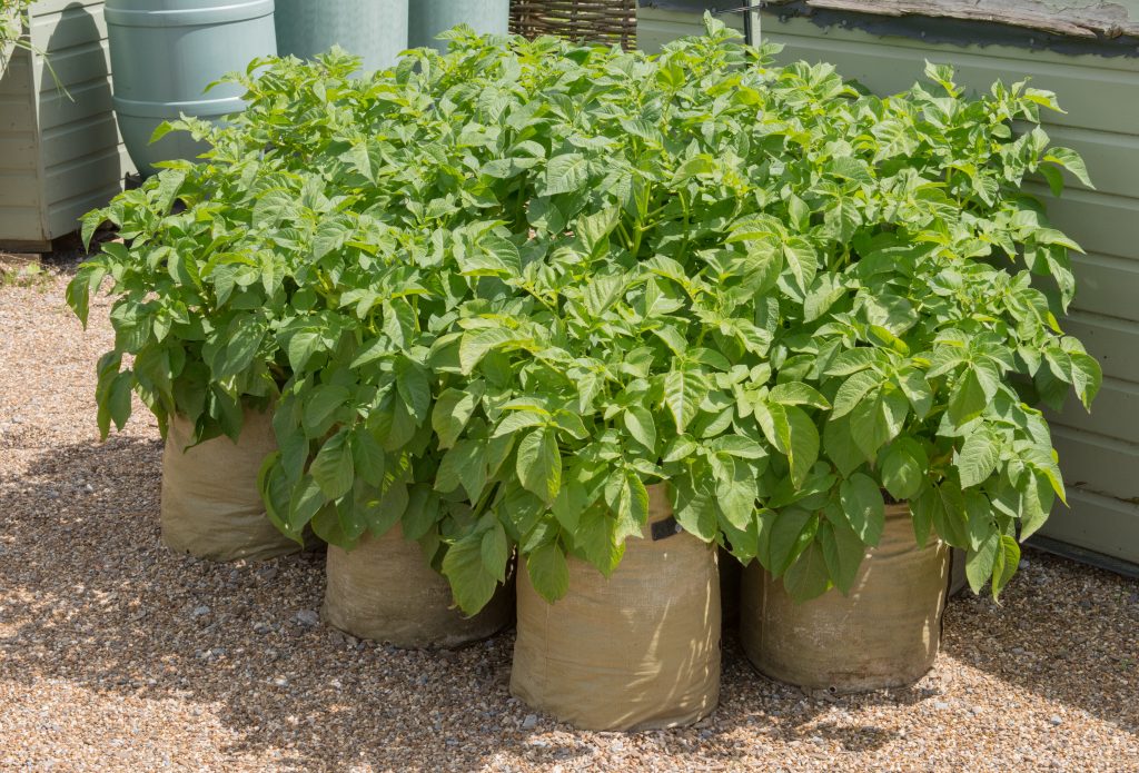 Картофель в мешках выращивание пошагово 