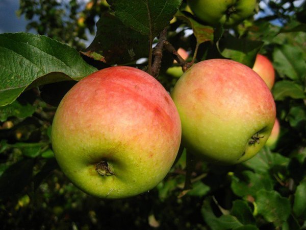 Почему яблоня не цветет и не плодоносит - причины и что делать 