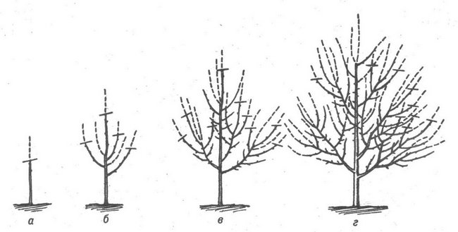 Обрезка плодовых деревьев весной в Подмосковье 