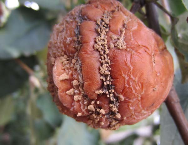 Почему яблоки гниют на дереве – причины и что делать, как спасти урожай? 