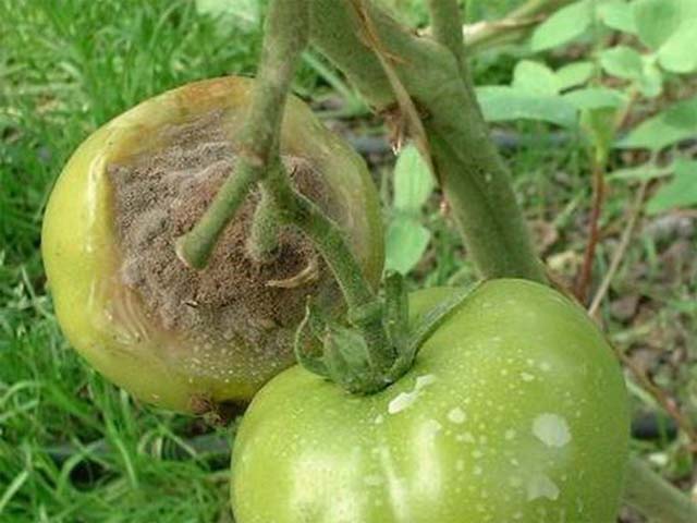 Как вырастить помидоры в теплице - уход от высадки в грунт до сбора урожая 