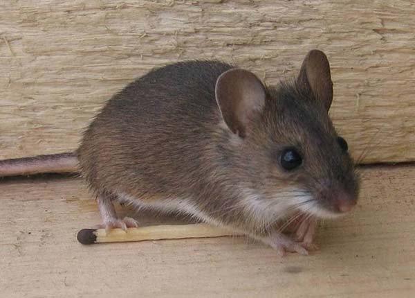 Как избавиться от мышей в квартире 