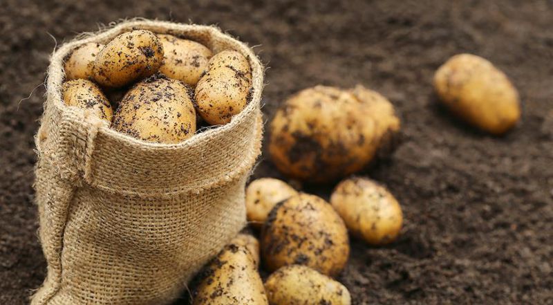 Лучшее удобрение для картофеля при посадке в лунку