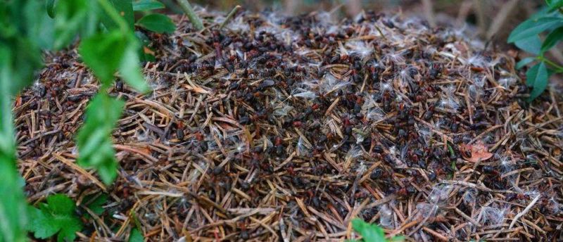 Как избавится от муравьев навсегда. Самые эффективные способы 