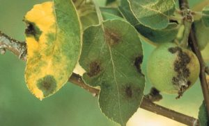Как лечить паршу на яблоне – народные способы борьбы и химические средства 