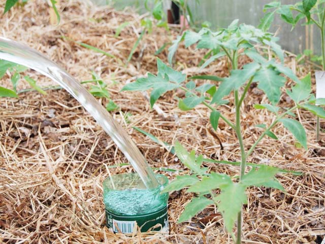 Как вырастить помидоры в теплице - уход от высадки в грунт до сбора урожая 