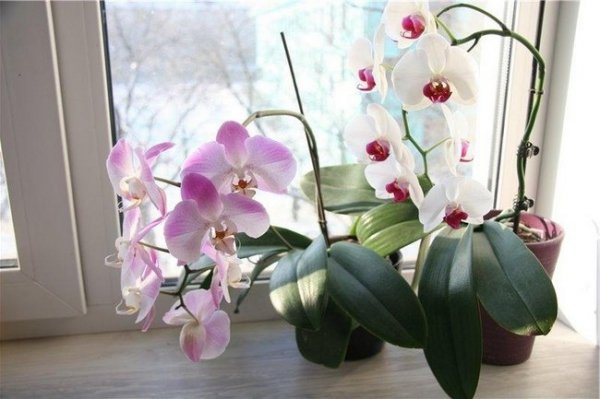 Орхидея уход в домашних условиях после покупки видео 