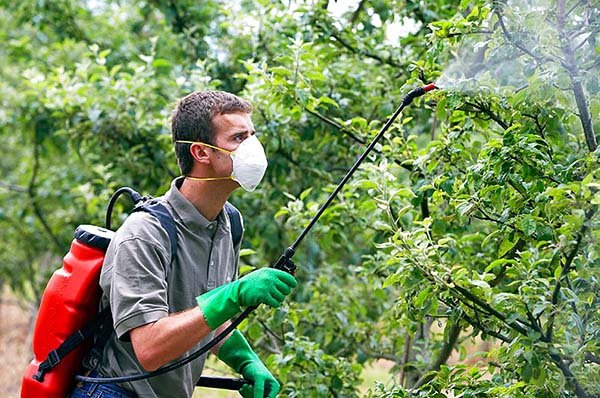 Способы борьбы с тлей на плодовых деревьях яблоне, cливе, вишне - чем и как можно избавиться 
