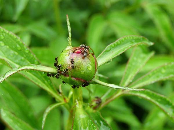 Способы борьбы с муравьями в саду и огороде 