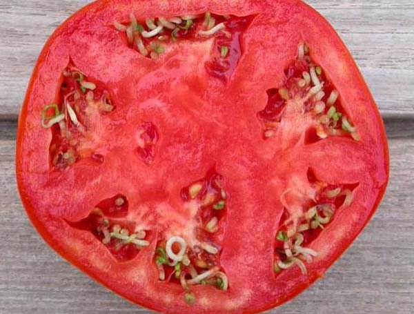 Как собрать семена томатов в домашних условиях – правильная заготовка и хранение 