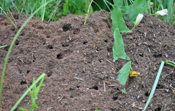 Как избавиться от муравьев - самые эффективные народные средства 