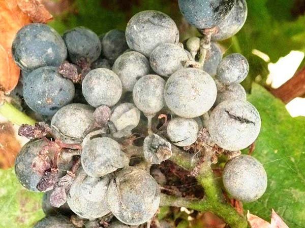 Меры борьбы с оидиумом на винограде - чем и как бороться с мучнистой росой на лозе 
