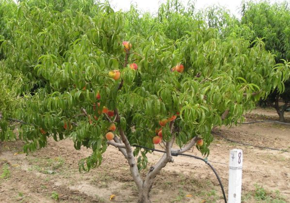 Как вырастить персик из косточки - посадка и уход в домашних условиях и открытом грунте 