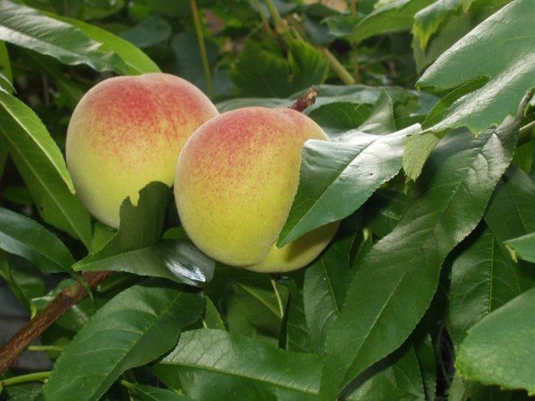 Как вырастить персик из косточки - посадка и уход в домашних условиях и открытом грунте 
