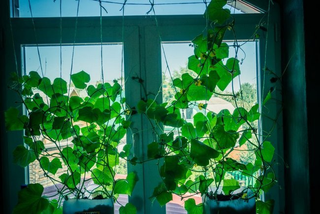 Огурцы на балконе выращивание пошагово с фото в пластиковых бутылках 