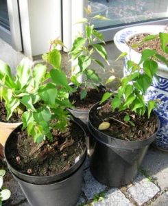 Как посадить косточку абрикоса на даче - правила уход и выращивания дерева 