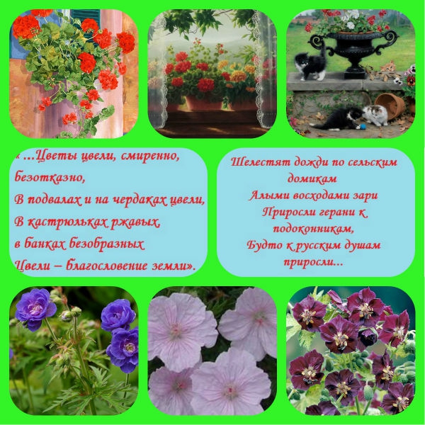 Герань садовая многолетняя - виды и сорта с описанием и фото 