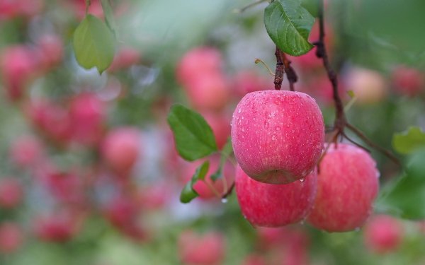 Чем подкормить яблоню после цветения когда завязываются плоды