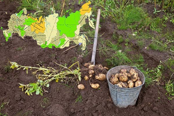 Когда выкапывать картофель и собирать урожай на хранение: сроки уборки 