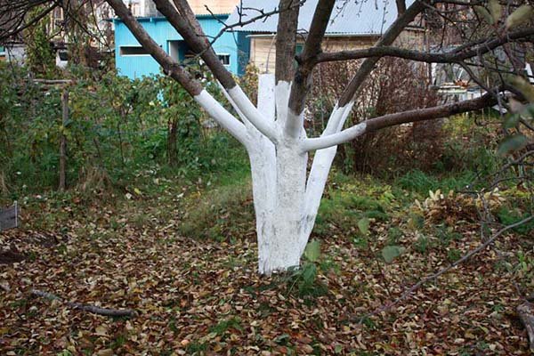 Побелка деревьев осенью и весной: когда (сроки), как и чем лучше белить (составы) 