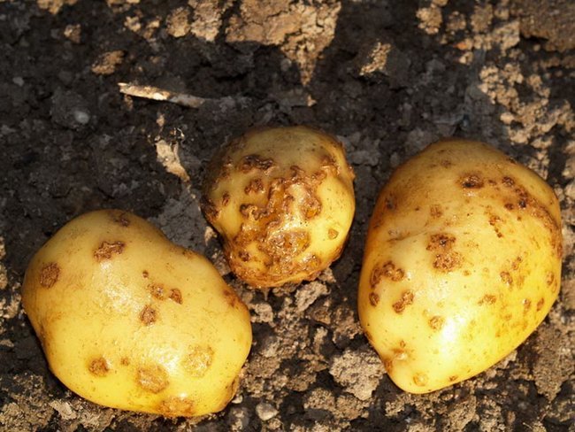 Болезни картофеля описание с фотографиями и способы лечения 