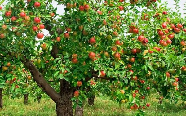Чем подкормить яблоню после цветения когда завязываются плоды 