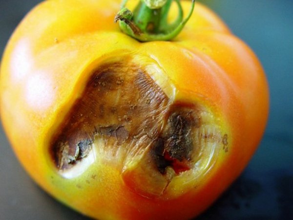 Болезни томатов описание с фотографиями и способы лечения 