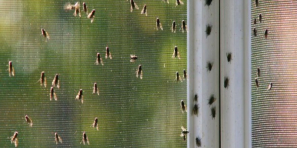 Как избавиться от мух в доме и квартире быстро в домашних условиях 