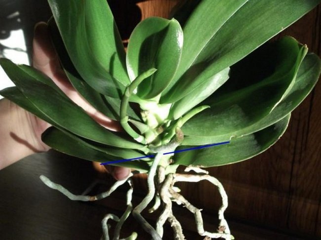Орхидея Фаленопсис размножение в домашних условиях 