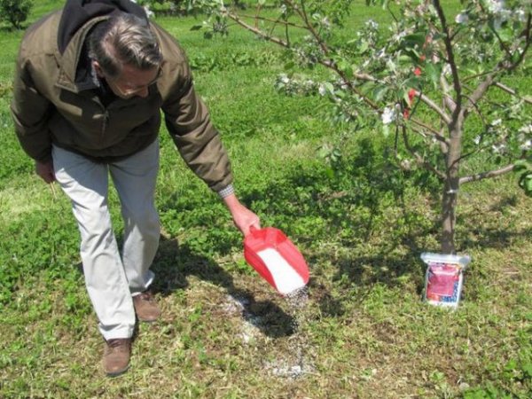 Чем подкормить яблоню после цветения когда завязываются плоды 