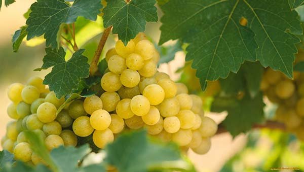 Меры борьбы с милдью винограда и способы лечения болезни - препараты и народные средства 