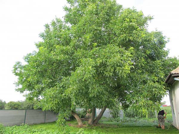 Как посадить грецкий орех саженцем осенью и весной схема, правила посадки и ухода за деревом 