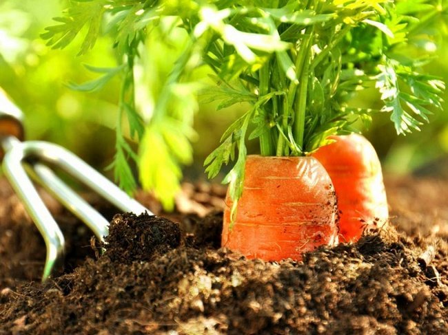 Чем подкормить морковь после прореживания 