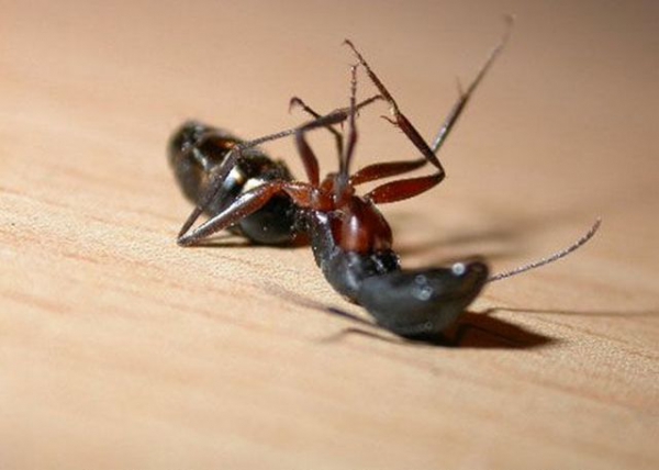 Как избавиться от муравьев - самые эффективные народные средства 